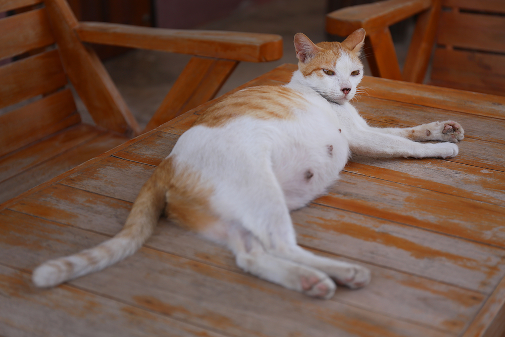 how can i tell if my cat is pregnant