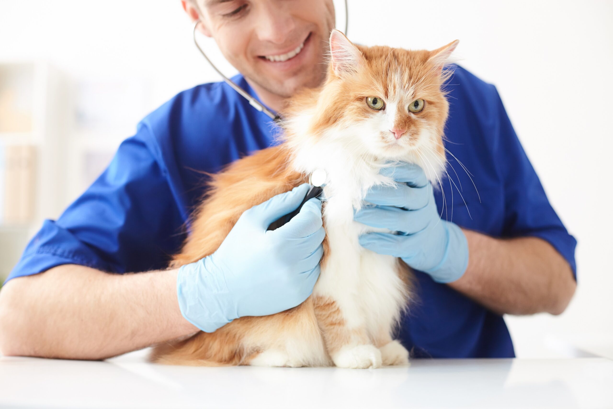 Male vet examining ginger cat