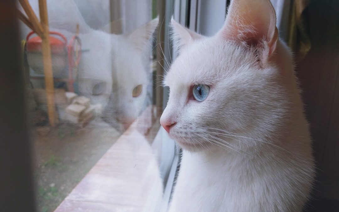 White cat looking out window