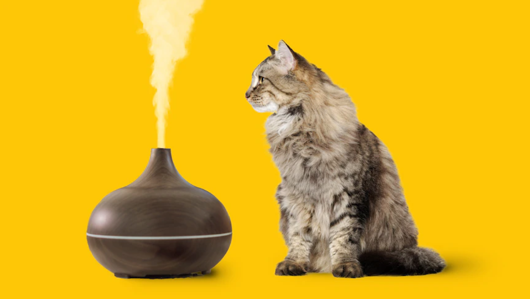 Cat looking at oil diffuser on a yellow background