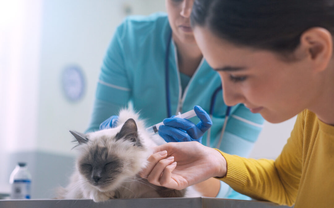 Cat getting injection by vet while the owner comforts cat by patting it
