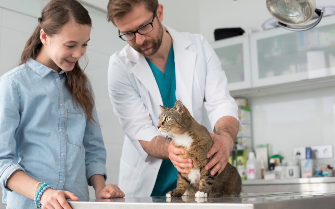 Does your cat find vet visits stressful?